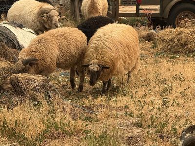 Navajo. Churro sheep