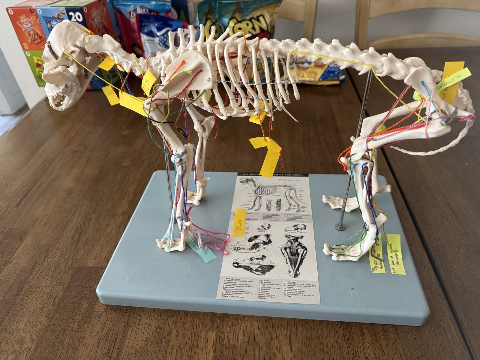 Dog skeleton anatomy model