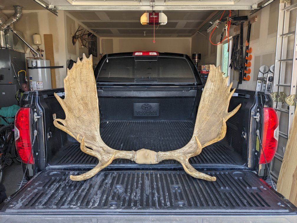 Large Moose Antlers