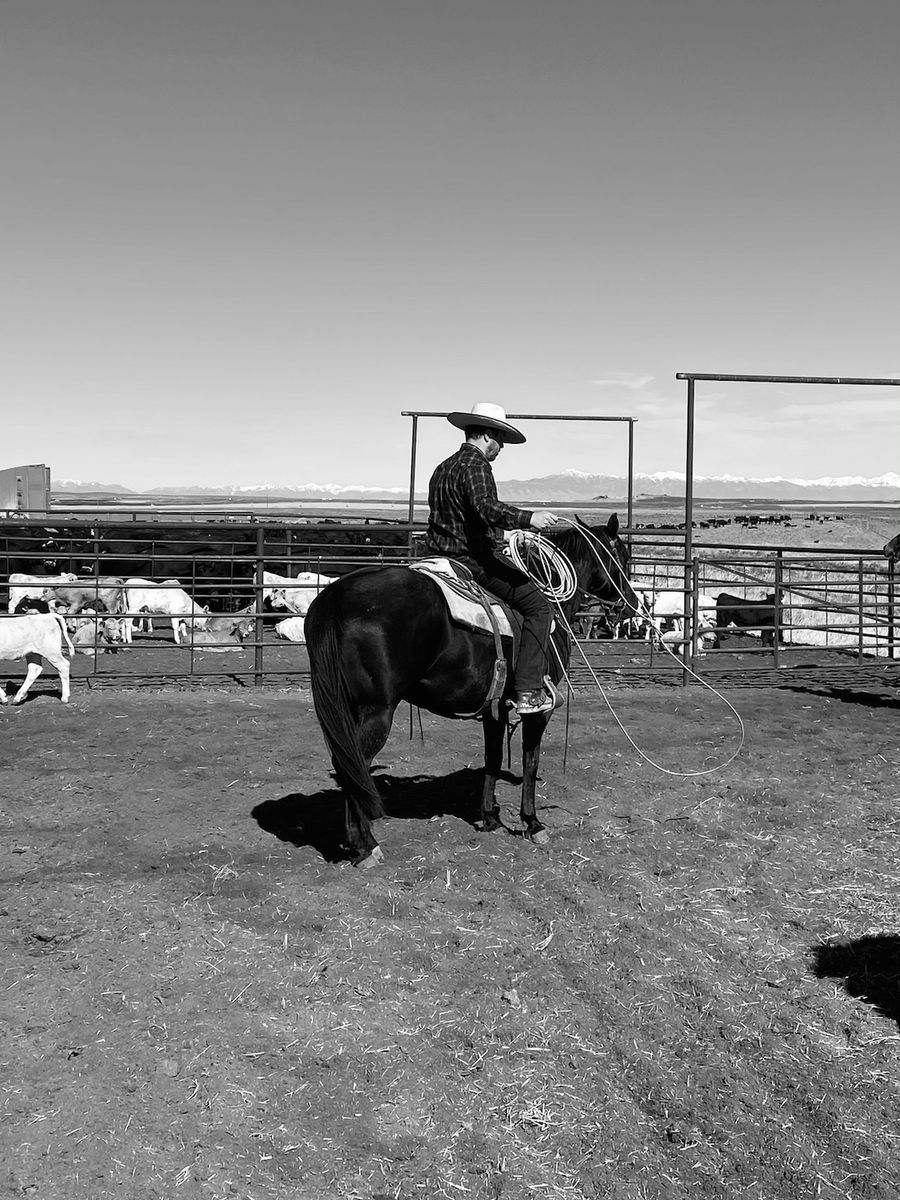 Broke Ranch or Trail Horse