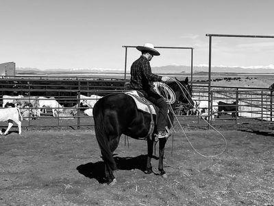 Broke Ranch or Trail Horse