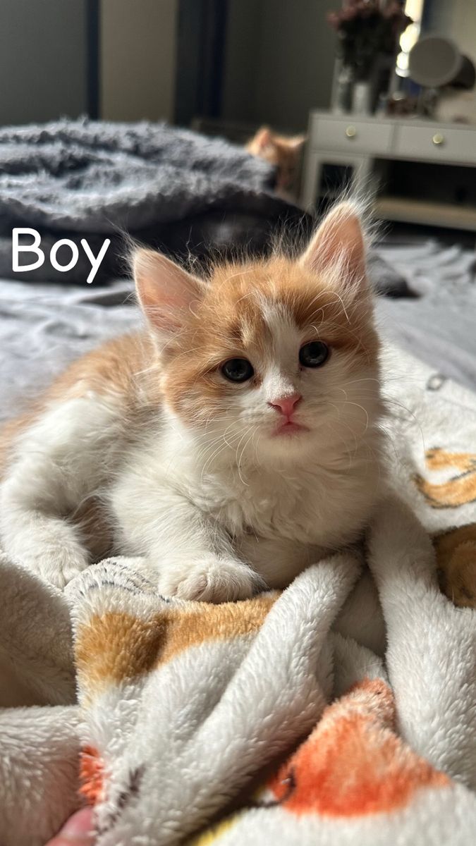 Baby kittens