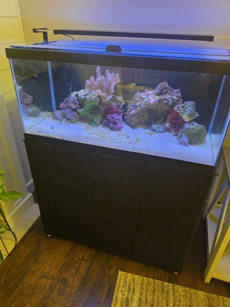 saltwater aquarium with everything!