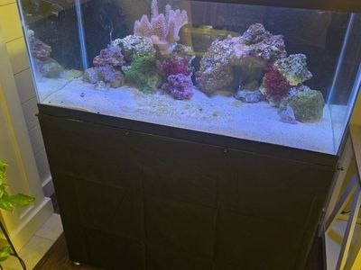 saltwater aquarium with everything!