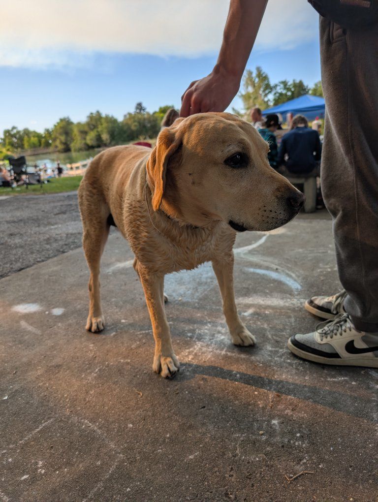 Found Dog in Salem Pond area