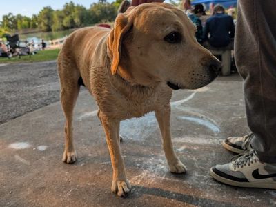 Found Dog in Salem Pond area