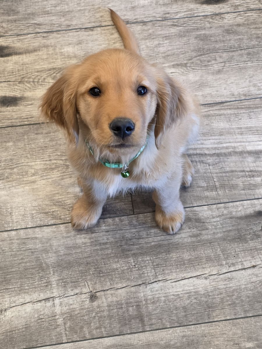 AKC Golden Retriever Puppies