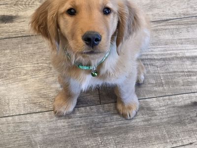 AKC Golden Retriever Puppies