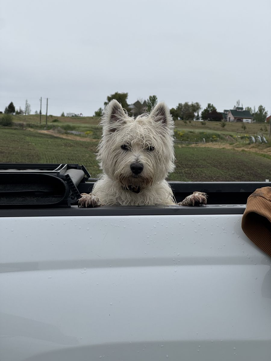 West Highland White Terrier Stud Service