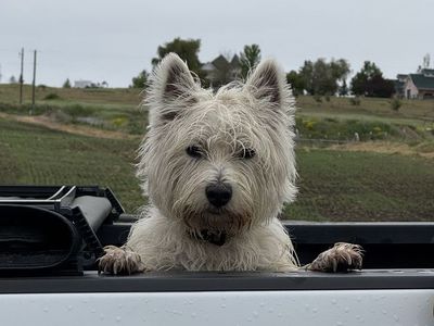 West Highland White Terrier Stud Service