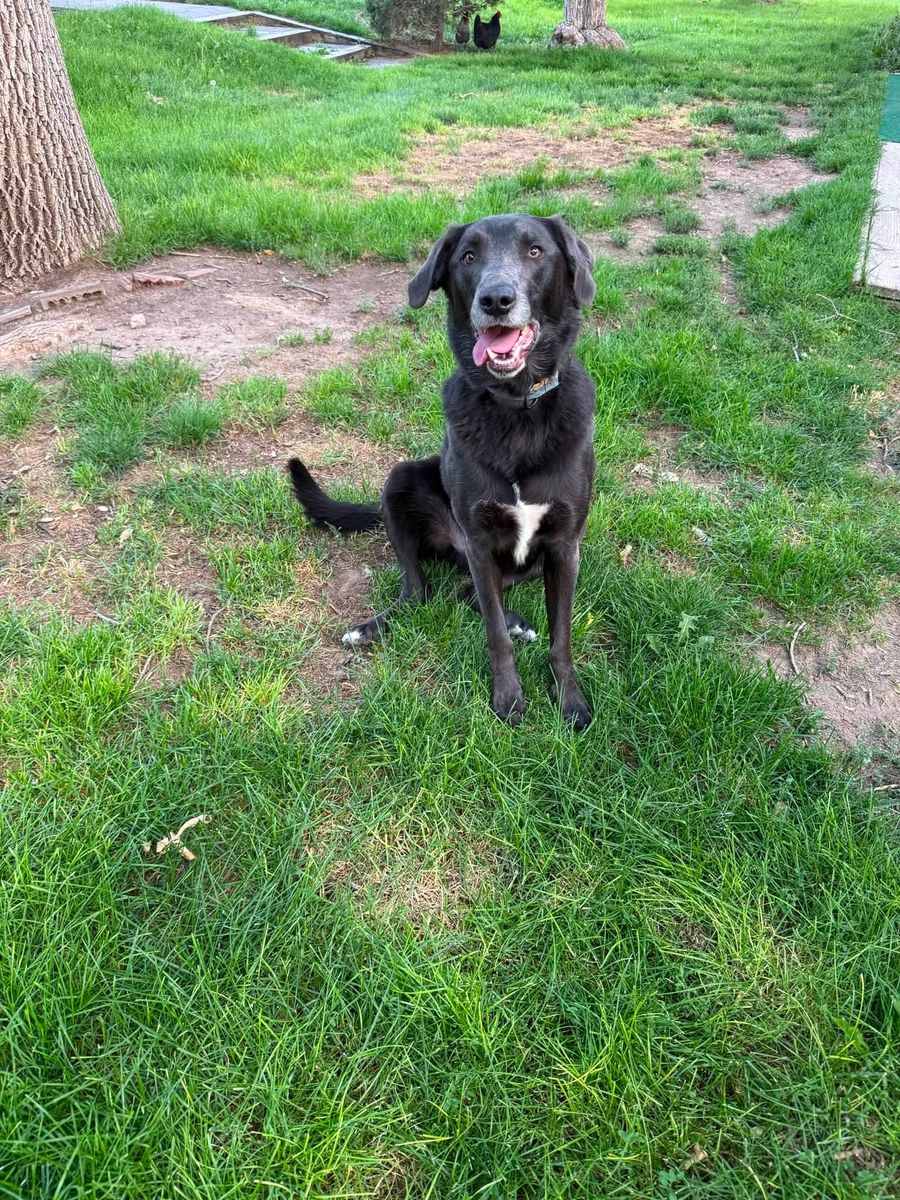 Lab and border Collie Mix