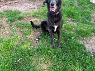 Lab and border Collie Mix