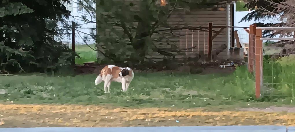year old female saint bernard