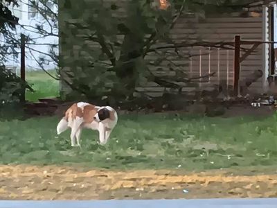 year old female saint bernard