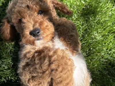 Poodle puppies(Moyen)