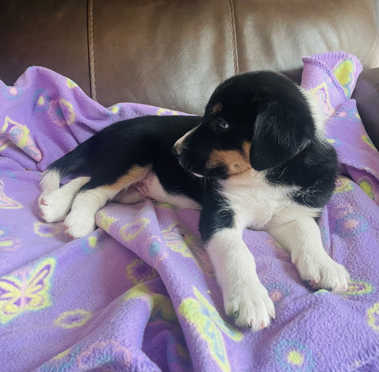 Border Collie puppies for sale