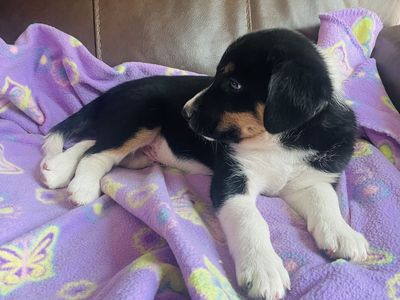 Border Collie puppies for sale