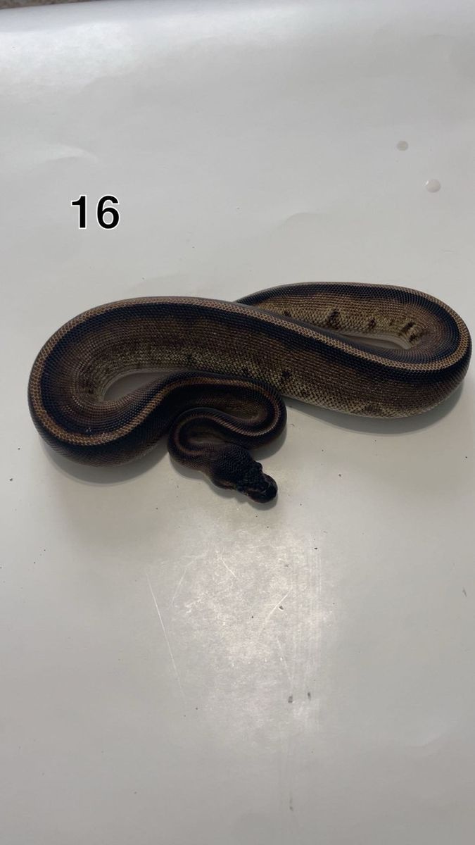 Ball Python Baby Snake Reptile - Unsexed, Healthy