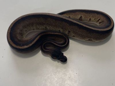 Ball Python Baby Snake Reptile - Unsexed, Healthy