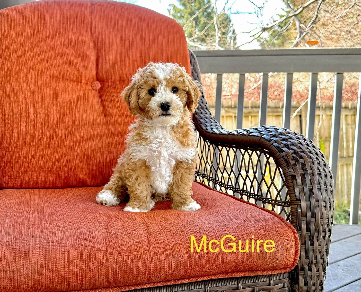 Ready Goldendoodles kennel&potty training started