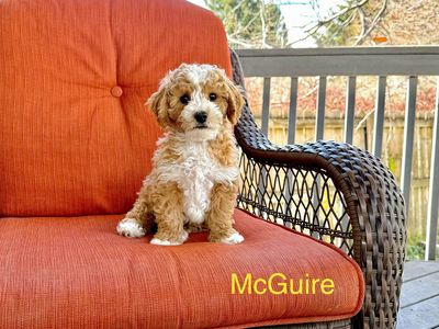 Ready Goldendoodles kennel&potty training started