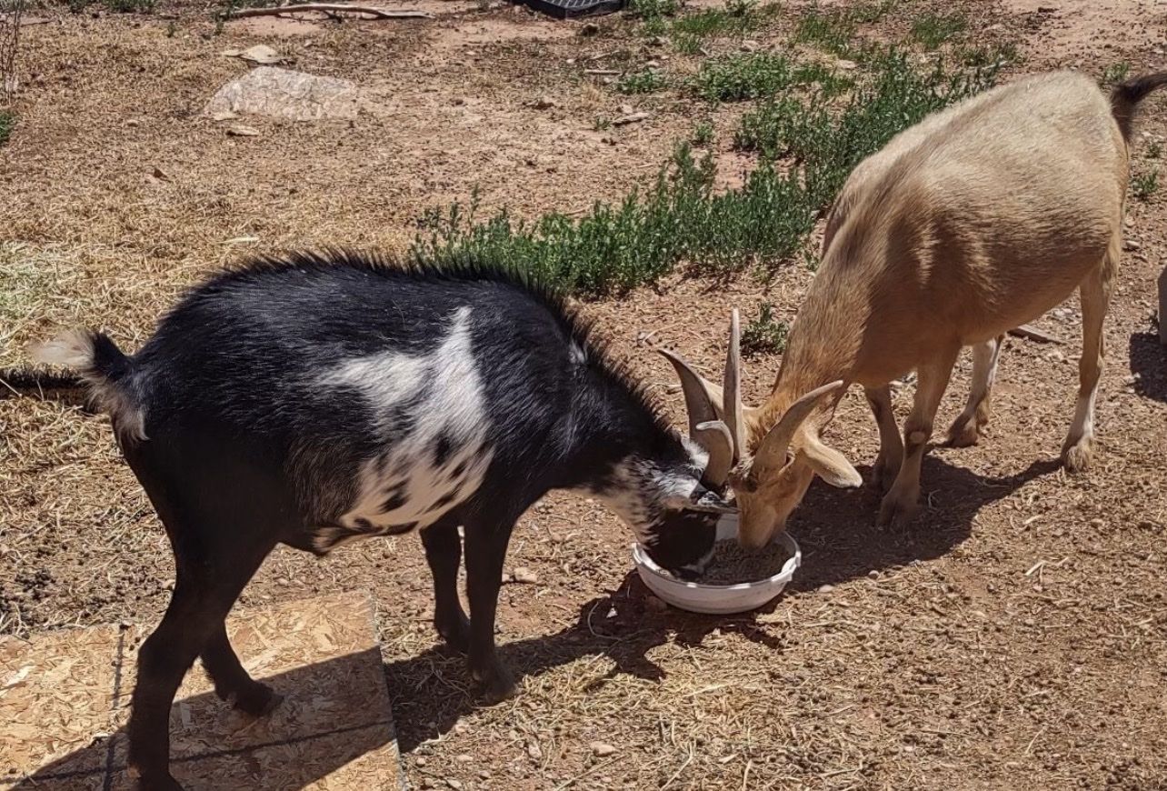 Pair of Bonded Goats - Black and White & Fawn Colored