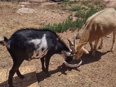 Pair of Bonded Goats - Black and White & Fawn Colored