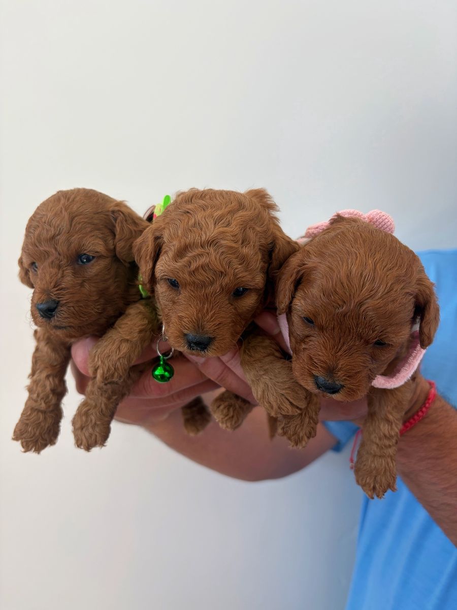 Micro Mini Golden Doodle Puppies