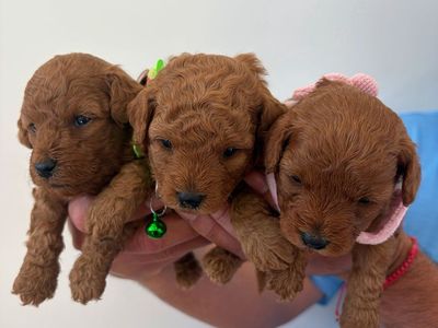 Micro Mini Golden Doodle Puppies