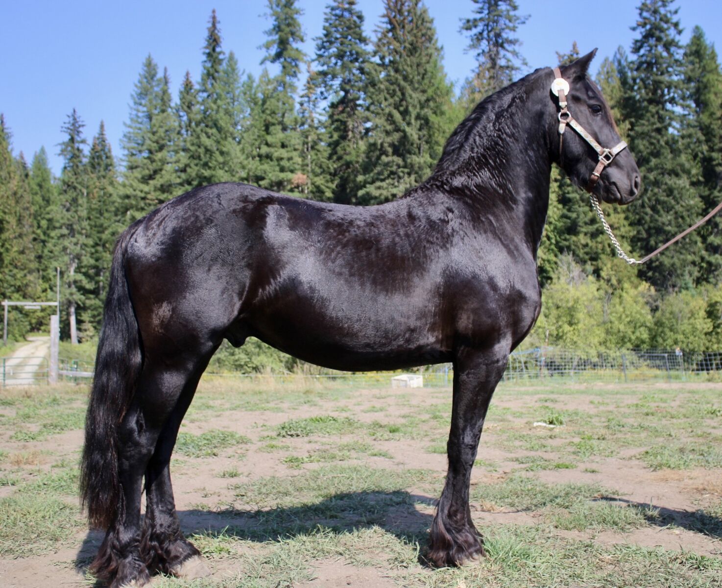 Friesian Available For service! Cross's Welcome!