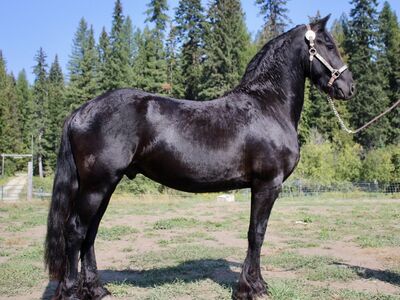 Friesian Available For service! Cross's Welcome!