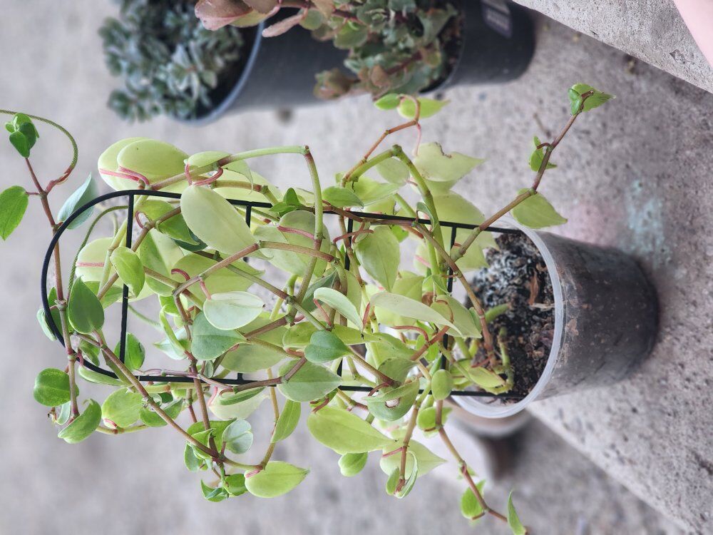 Variegated Cupid Peperomia