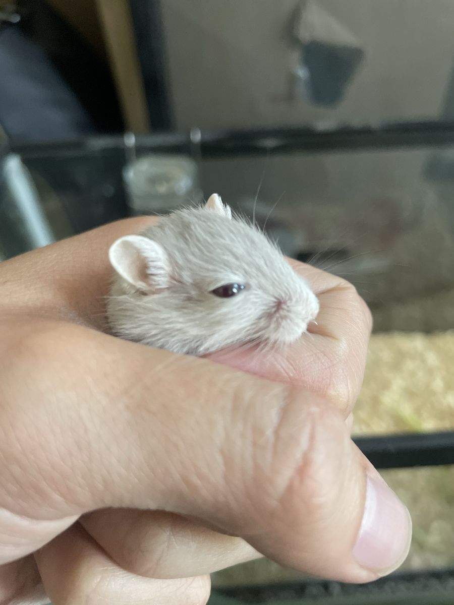 Gerbos rabbits hamsters