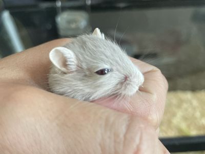 Gerbos rabbits hamsters