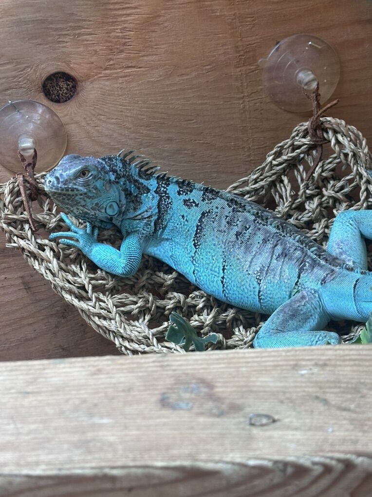 Blue Iguana