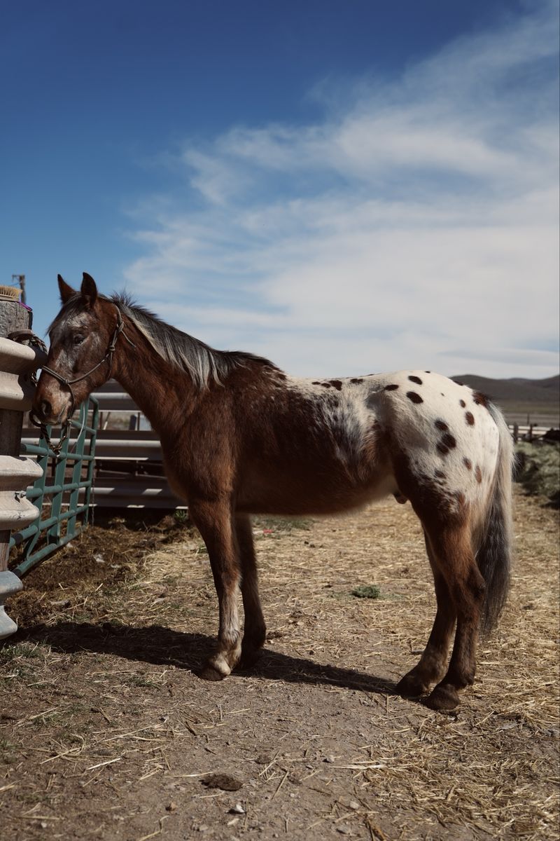8yr Gelding Appaloosa