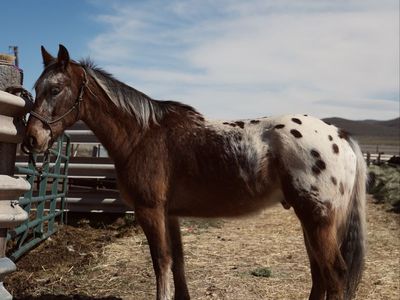8yr Gelding Appaloosa