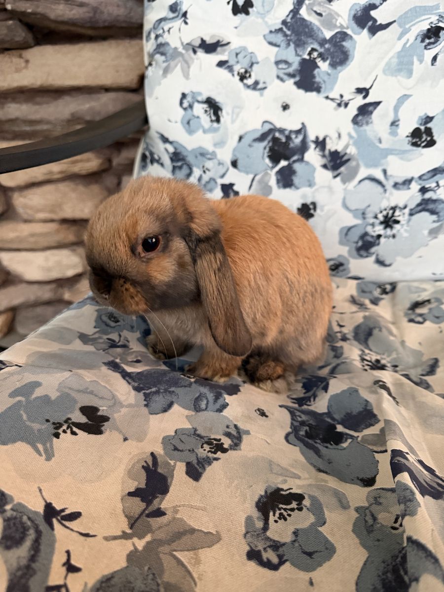 Pure bred Holland Lop kit
