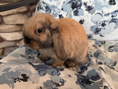 Pure bred Holland Lop kit