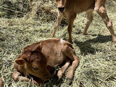 Jersey Bull Bottle Calves