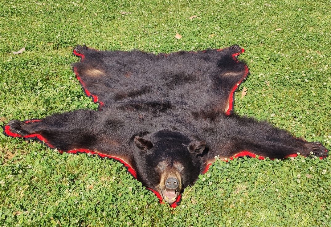 Alaskan Bear Rug