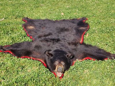Alaskan Bear Rug