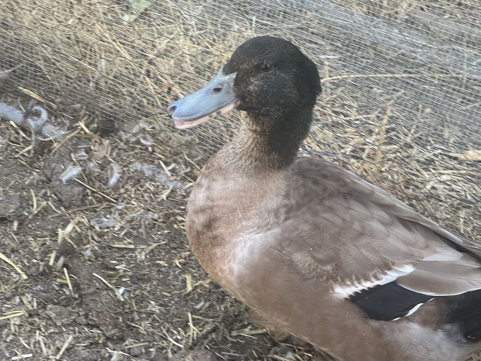 2 Free Male Juvenile Ducks - Approx. 4 Months Old