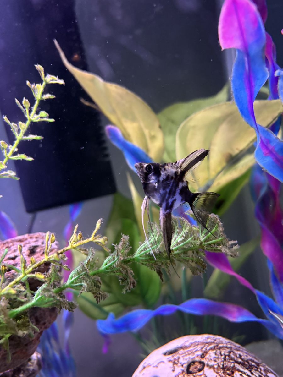 Angelfish For Sale
