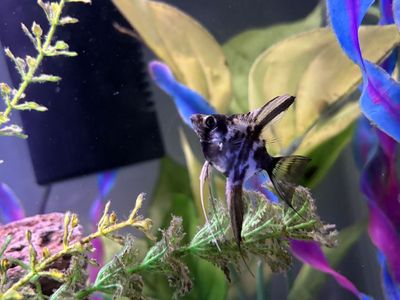 Angelfish For Sale