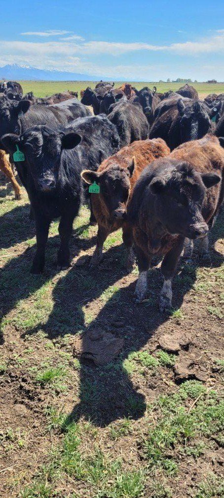 Spring Pasture Calves