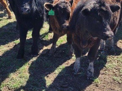 Spring Pasture Calves