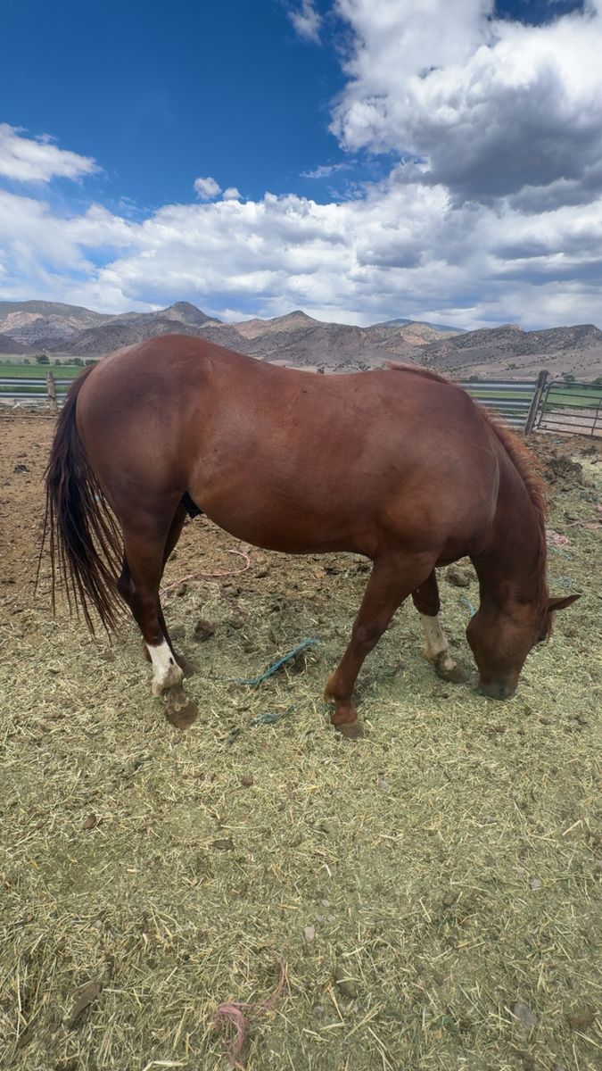 Almost 2 colt stud