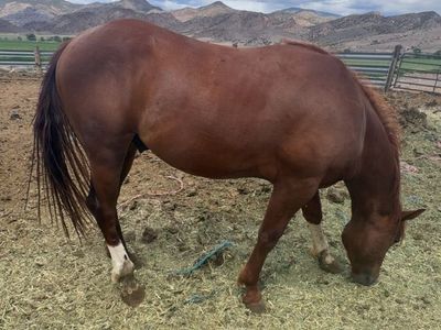 Almost 2 colt stud