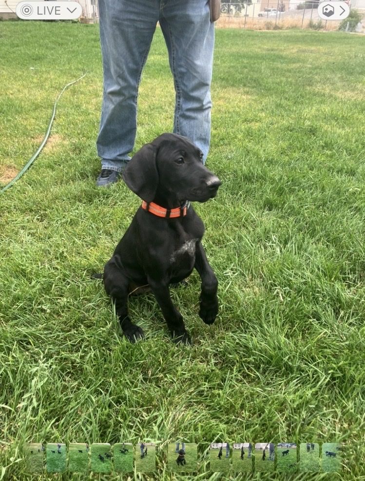 German Shorthair Pointer puppies